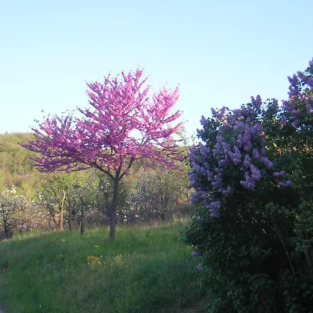 Liudmila BB Viazzano Bed & Breakfast *